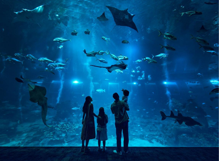 SEA Aquarium Singapore Trẻ em khám phá thế giới đại dương tại SEA Aquarium Singapore